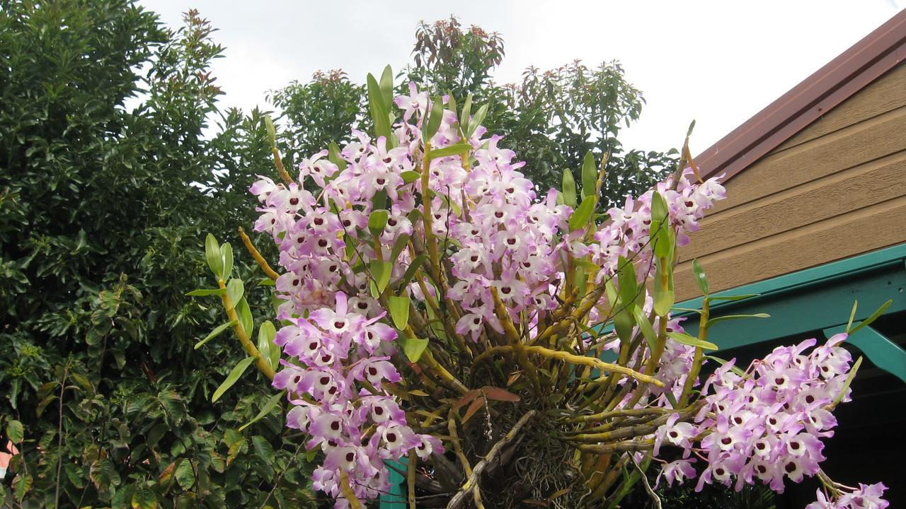 Villa Les Agapanthes Le Tampon Esterno foto