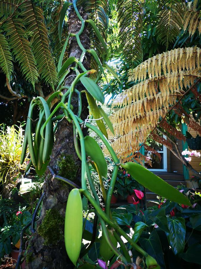 Villa Les Agapanthes Le Tampon Esterno foto