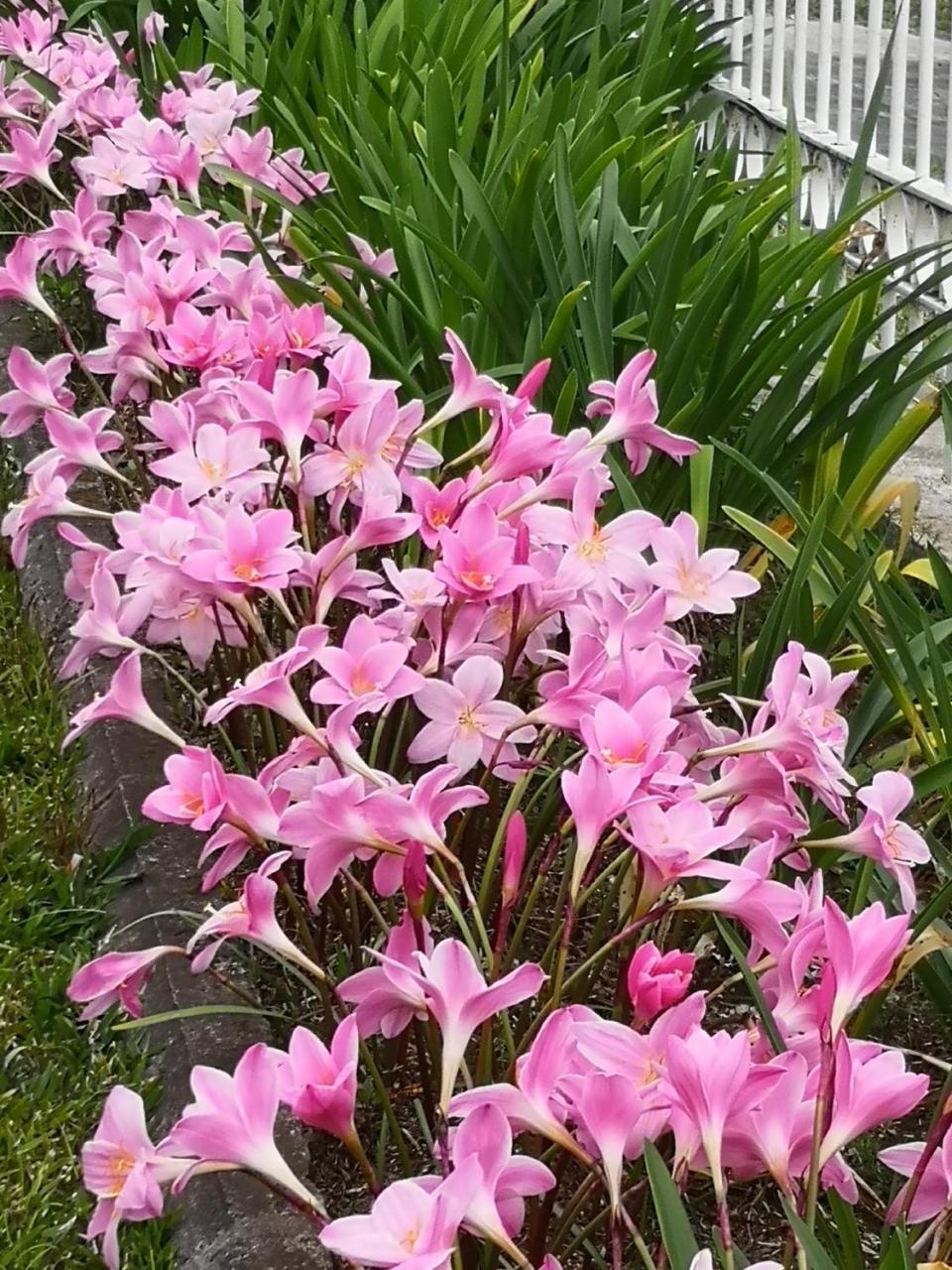 Villa Les Agapanthes Le Tampon Esterno foto